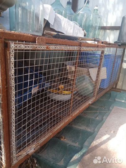 Клетка для животных бу