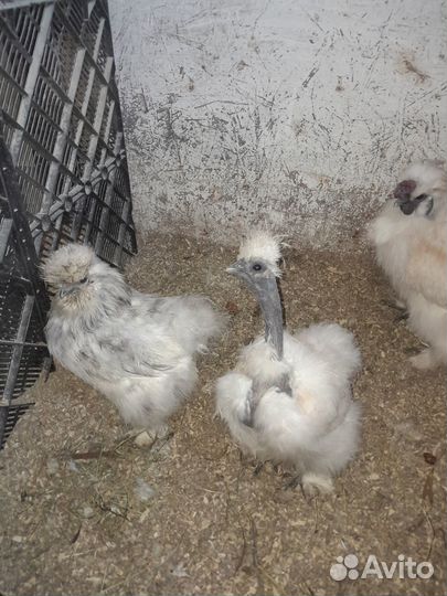 Продам Китайские шелковые куры, яйцо, цыплята