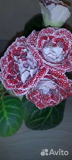 Сортовые детки глоксиний