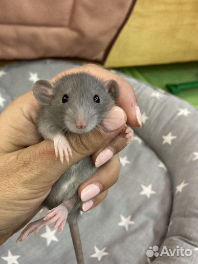 Крыса, крысята дамбо, хаски, сфинкс