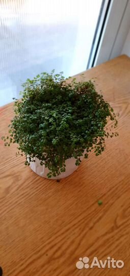 Комнатные растения цветы