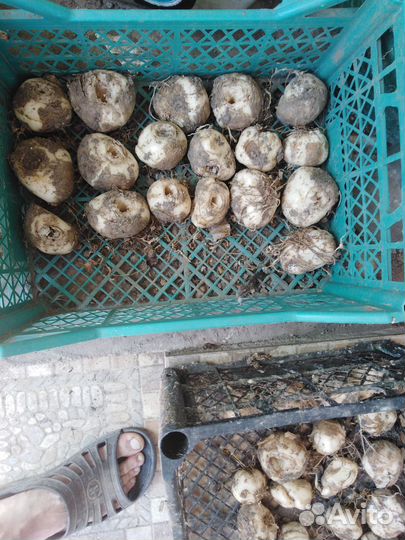 Луковицы рябчик