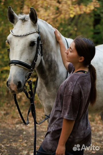 Мерин Орловской-Рысистой породы