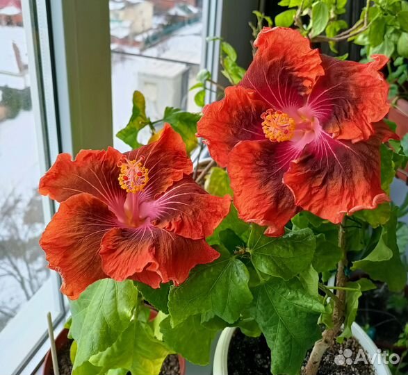 Гибискус Bocca di leone, почтой