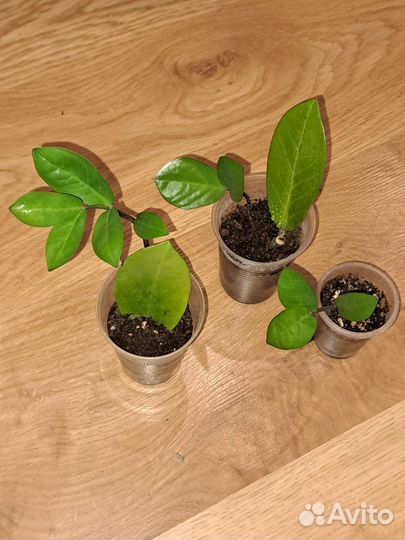 Замиокулькас