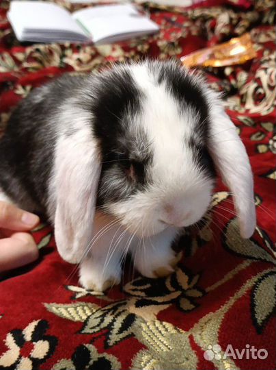 Декоративный кролик вислоухий баран