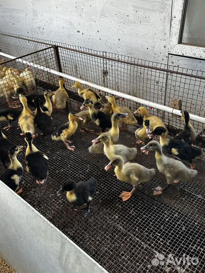 Утята гибриды растут за 2 месяца