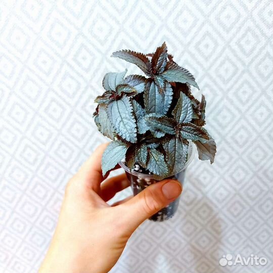 Пилея 9 сортов