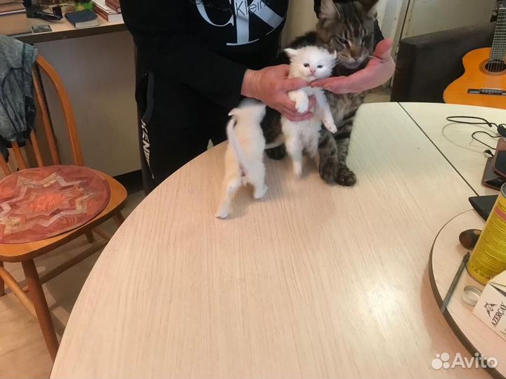 Котята мейн-кун
