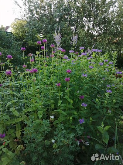 Садовые многолетние цветы