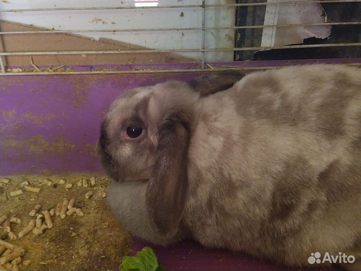 Кролик декоративный