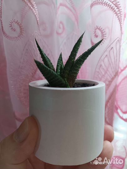 Суккуленты