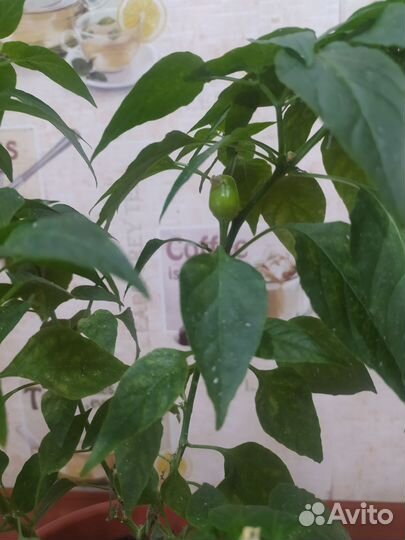 Перец комнатный острый огонек