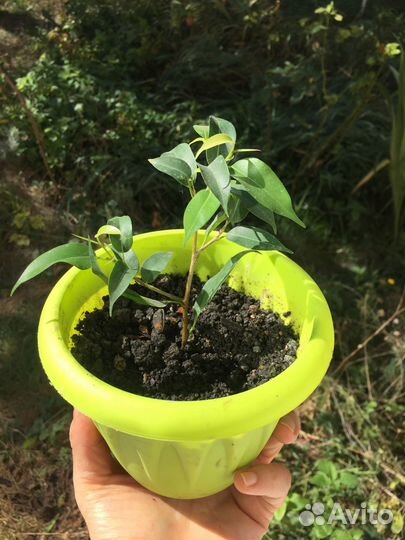 Мелколистный фикус Бенджамина