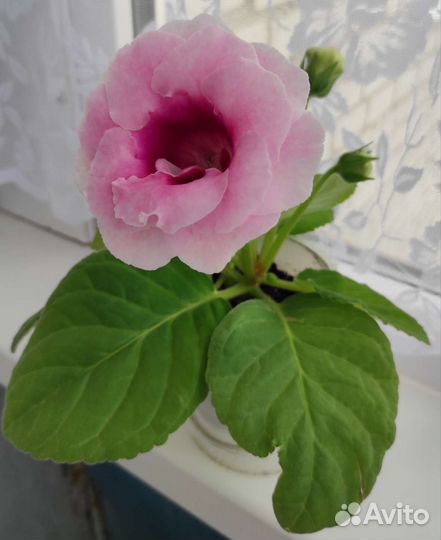 Глоксиния махровая