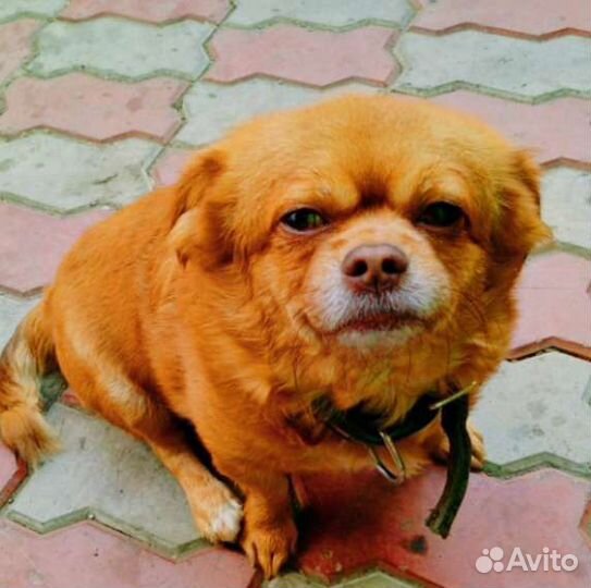 Передержка собак, кошек, морских свинок, кроликов