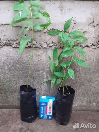 Лилейник, купена