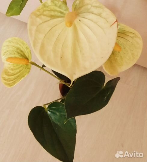Комнатные цветы, растения: Антуриум ванилла