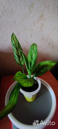 Аглонемы.Спатефиллум и другие