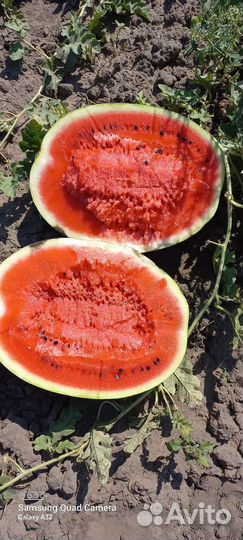 Семена арбуза