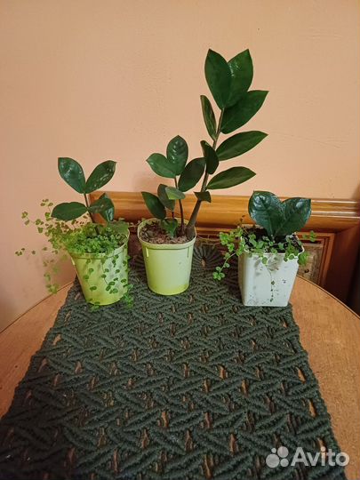 Замиокулькас + солейролия