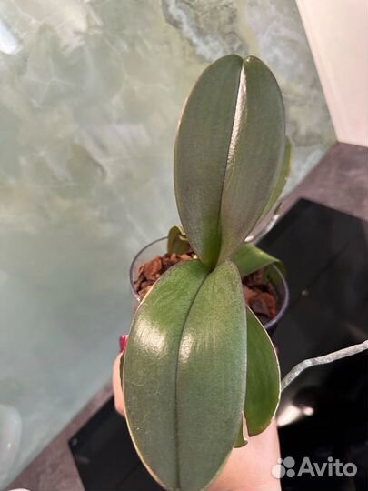 Орхидея Pretoria