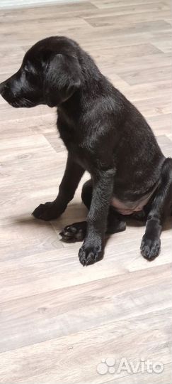 Щенки лабрадора