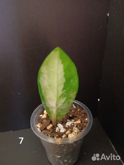 Замиокулькас вариегатный шорт лив