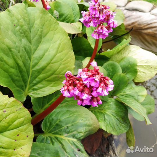 Садовые многолетники