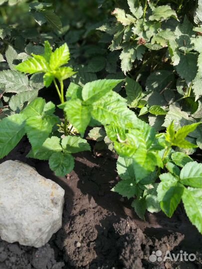 Саженцы ежевики