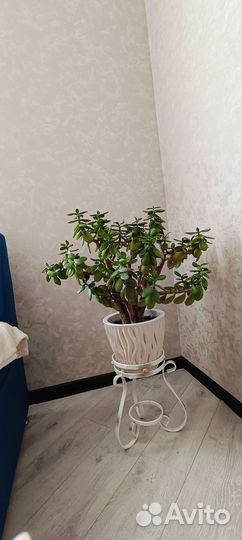 Крассула Толстянка денежное дерево