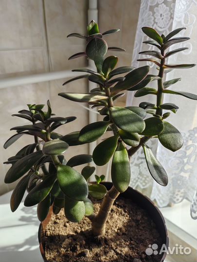 Крассула яйцевидная