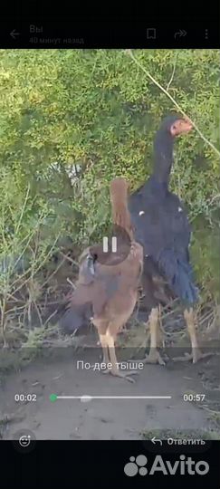 Порода корейцы им 6 месяцев