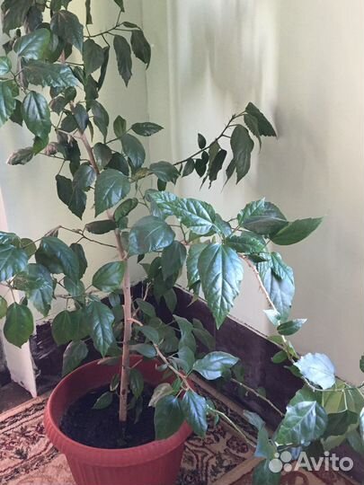 Гибискус растение