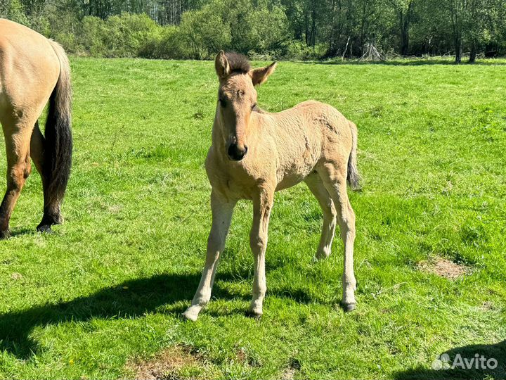 Жеребчик и кобылка