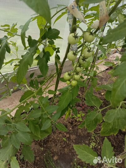 Рассада помидор