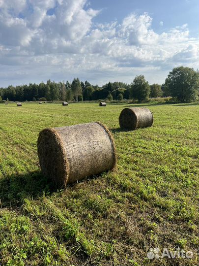 Бюджетное сено в рулонах