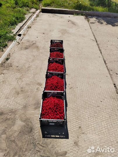 Вишня ягода свежая алтайская домашняя