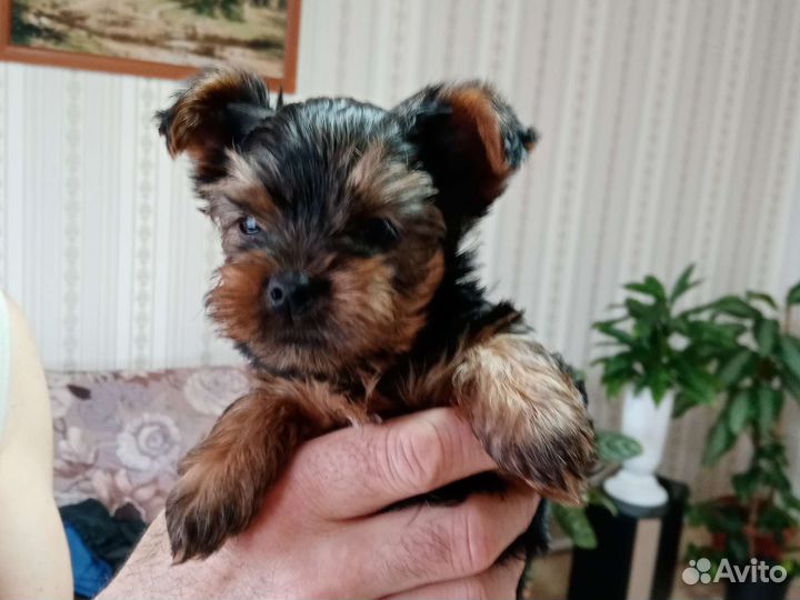 Йоркширский терьер