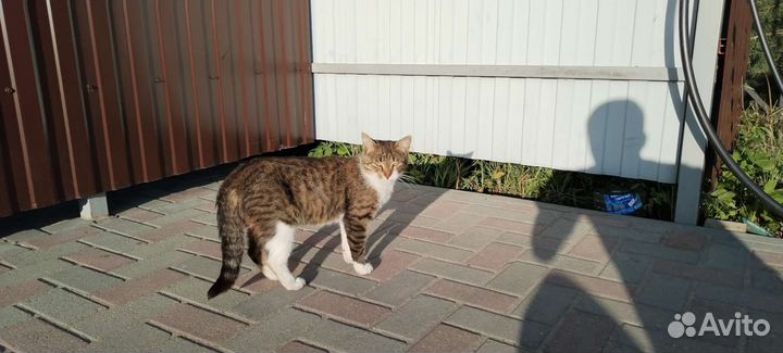 Пристраиваем кота ищем хозяев