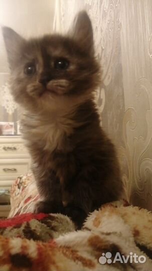 Котята в добрые руки бесплатно