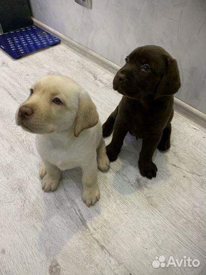 Щенки лабрадора