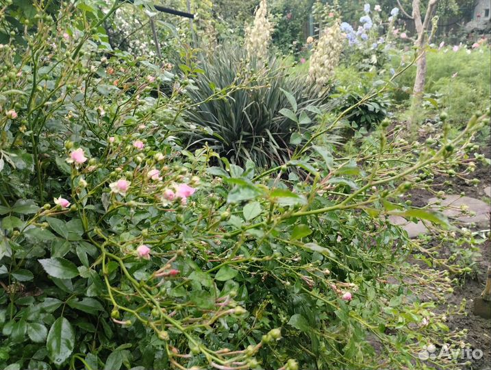 Лилейник и микро роза, мини роза