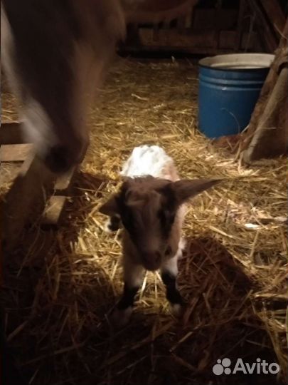 Козы продажа