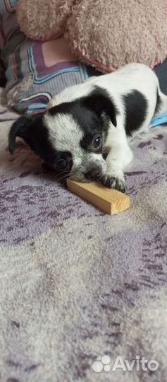 Чихуахуа мини