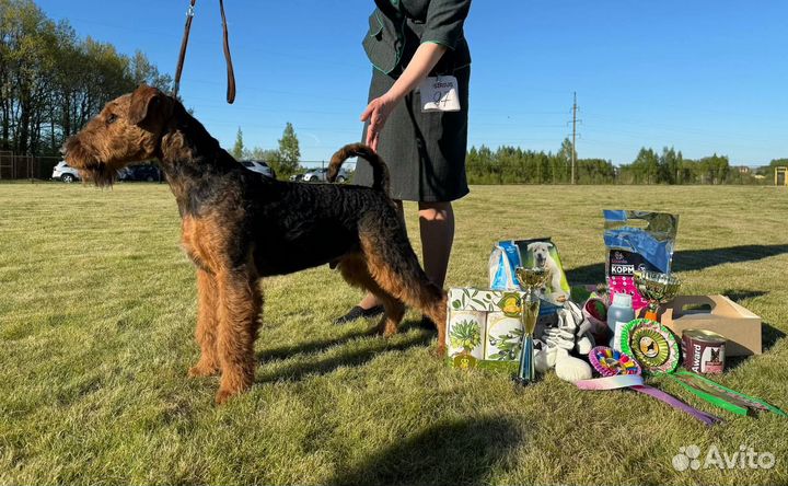 Эрдельтерьер щенки