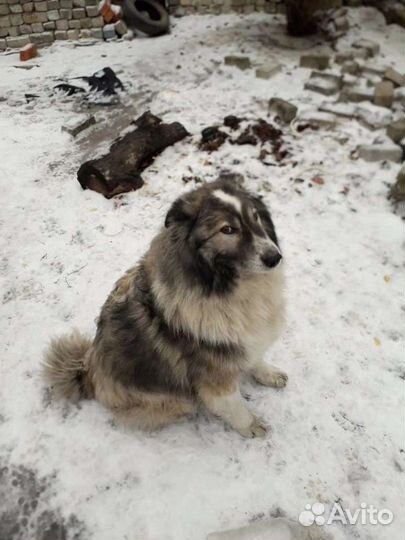 Шикарный крупный пёс ищет дом (из приюта)