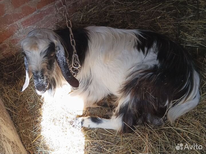 Зааненские козы