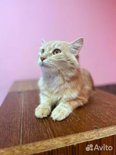 Котик ищет дом