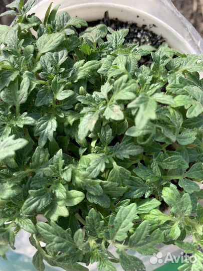 Рассрада для зимнего огорода на подоконнике